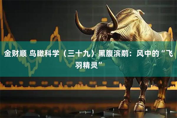 金财顺 鸟瞰科学（三十九）黑腹滨鹬：风中的“飞羽精灵”